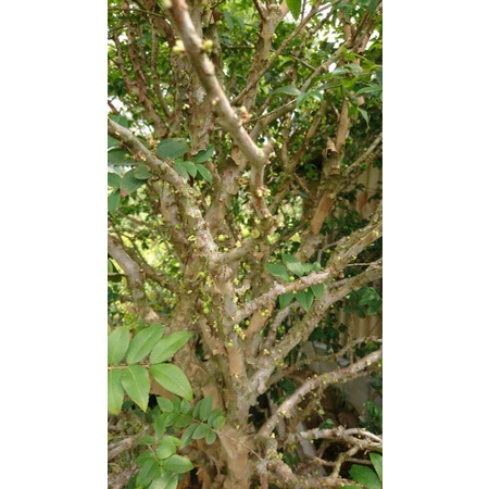 Anggur Pohon/Brazil Jenis Sabara