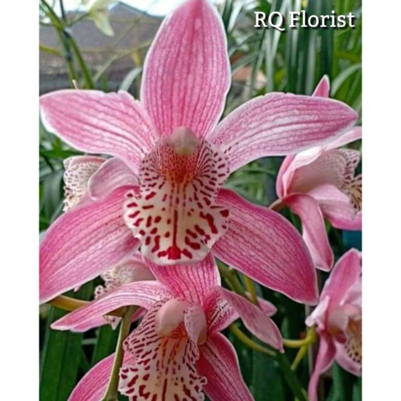 Tanaman Anggrek Cymbidium Mikivieta / Anggrek Tanah