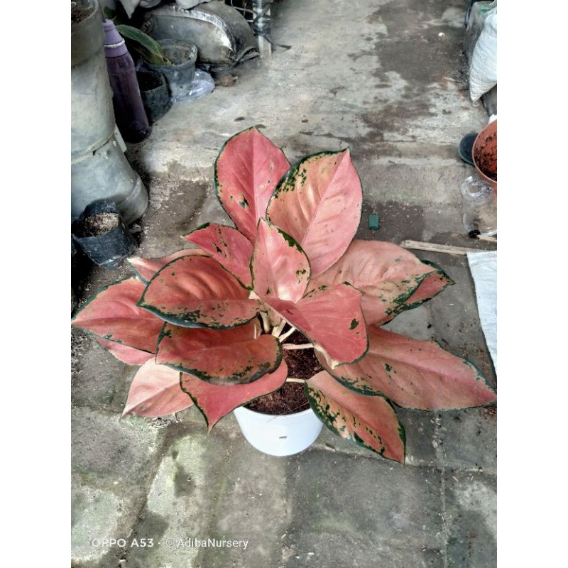 Kochin Tembaga_monvori_atau_compacta