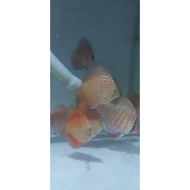 discus pigeon cekerboard