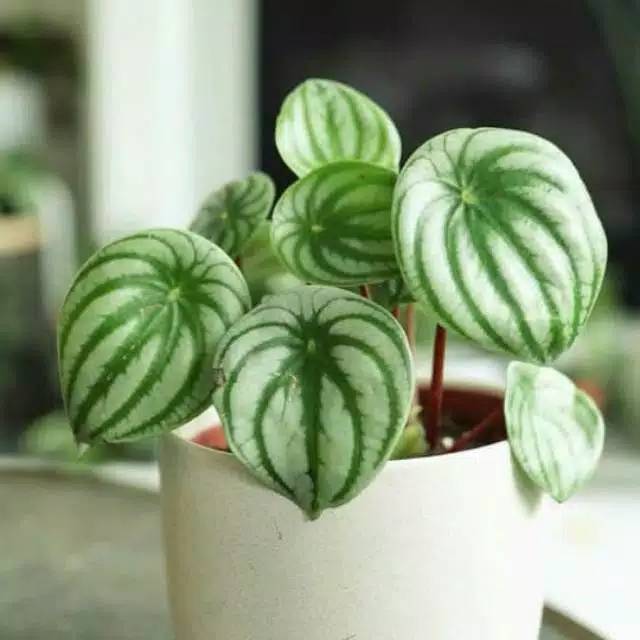 Watermelon peperomia-taplantek peperomia watermelon
