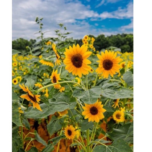 Tanaman hias bunga matahari mini bunga mini (Tanaman Hidup-Bunga Hidup Rumah)