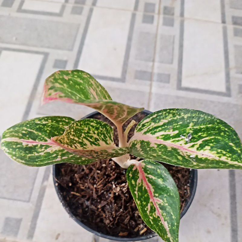 bunga hias aglonema widuri