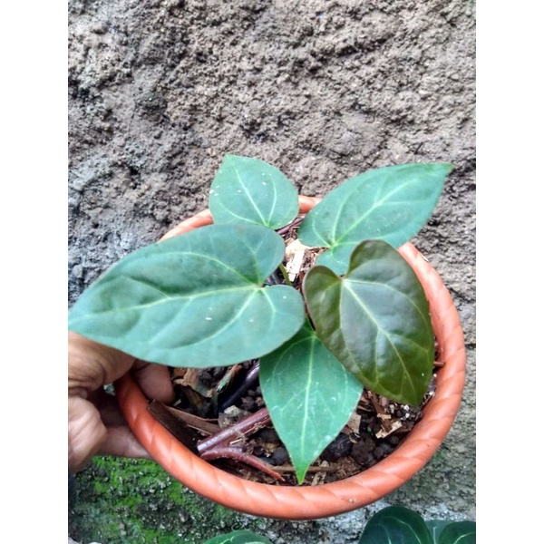 anthurium kuping gajah papilaminum red steam x desleri