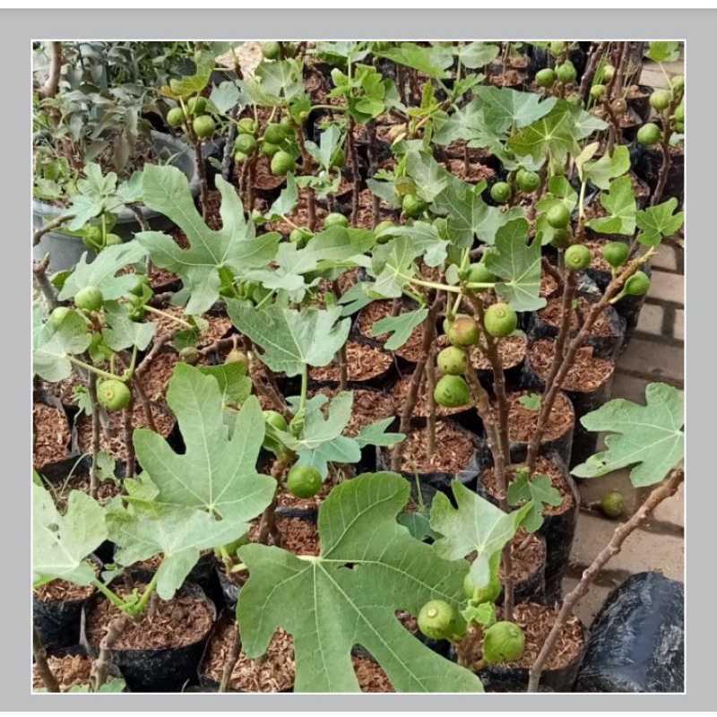 bibit buah tin berbuah
