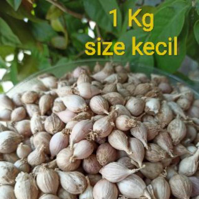 Bawang Putih Tunggal Lokal /  bawang Lanang Lokal