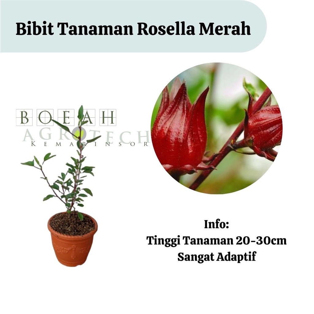 Bibit Rosella Merah/ Rosela Merah/Tanaman Rosela Merah