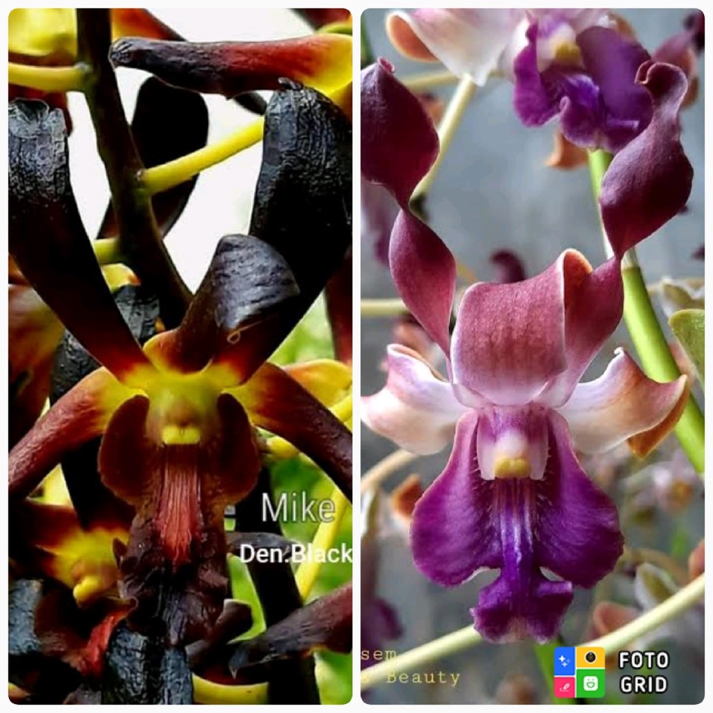 Remaja Anggrek Dendrobium Black Spider x Oryen Black