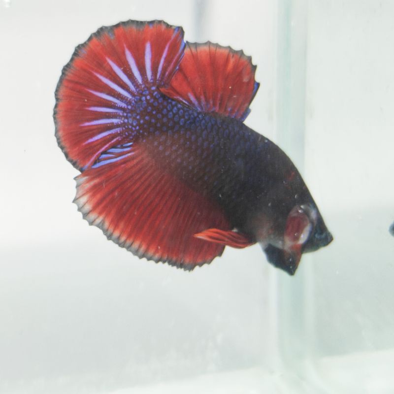 

IKAN CUPANG PLAKAT RED