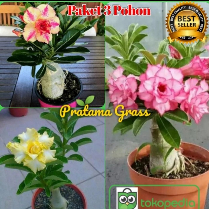 PROMO BESAR  Paket 3 Pohon Adenium Kamboja Jepang - Adenium terbaru