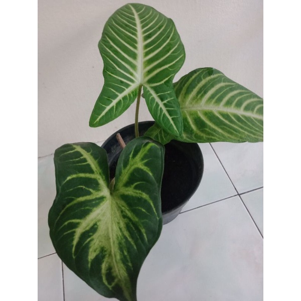 Tanaman Hias Alokasia/Colokasia Lindeny/Sontashoma/Keladi Zebra