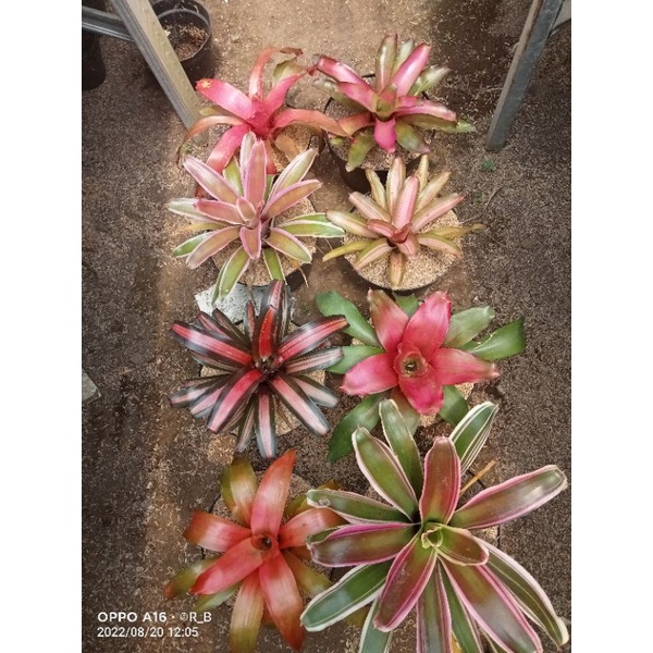 bromelia paketan