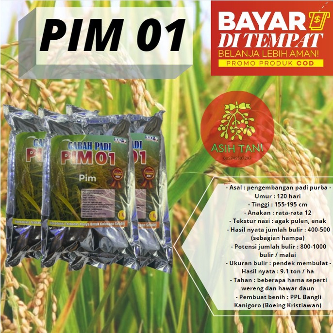 Benih Padi Unggul PIM 1 Bibit Padi PIM 1kg