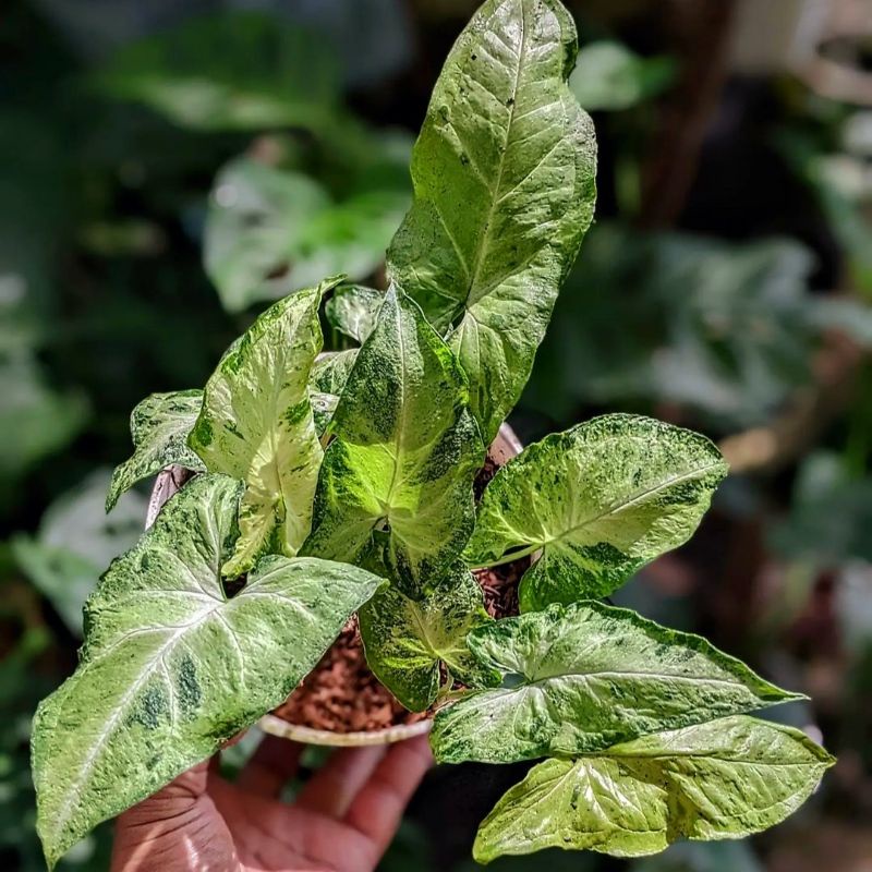 Syngonium Freckless / syngonium / singonium / syngonium pink / singonium pink / singonium pink splas