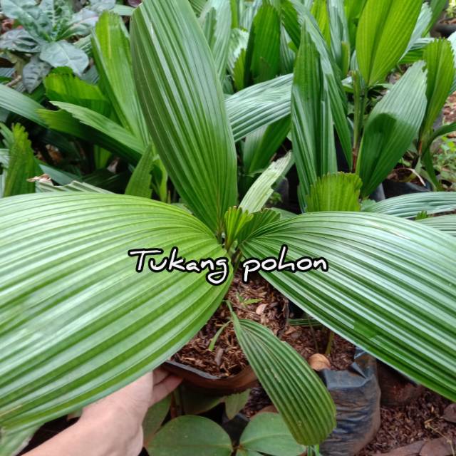 Tanaman palem kipas kol-tanaman indor palem kipas kol