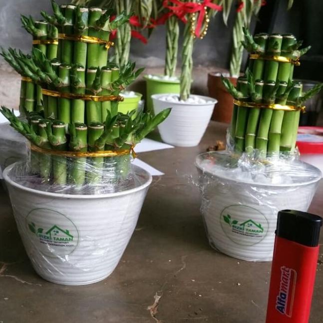 ☺ Bambu hoki | souvenir tanaman lucky bamboo ✲