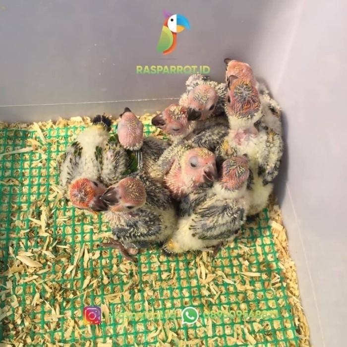 Sun Conure Baby