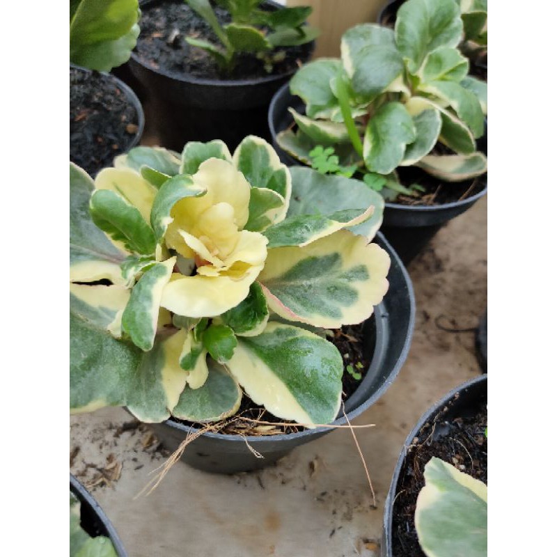 tanaman hias cocor bebek varigata