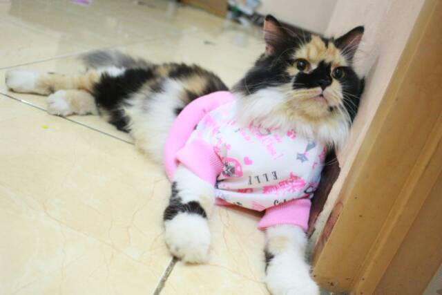 Kaos jumper motif kucing pink lucu banget untuk kucing dan anjing / baju kucing murah size S M L XL