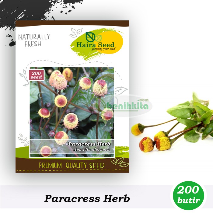 Benih-Bibit Herbal Paracress (Haira Seed)