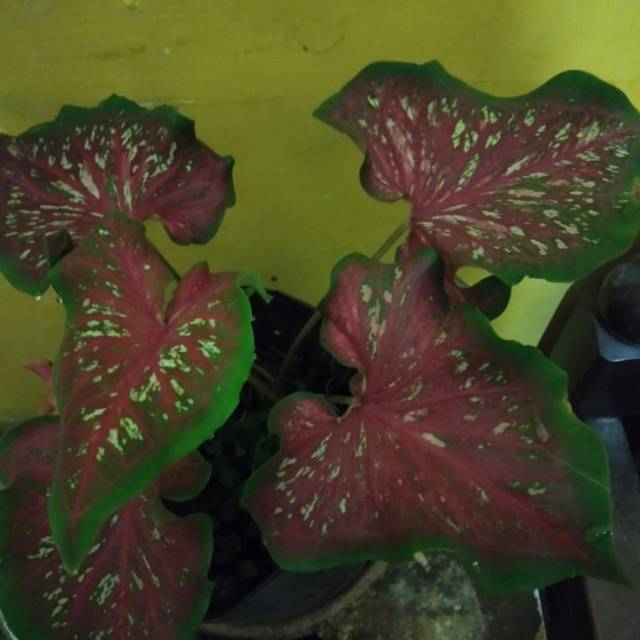 Caladium Lanche whorton