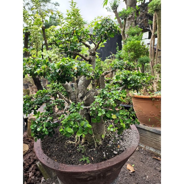 Bonsai Serut Micro sudah jadi 100% Original sesuai foto