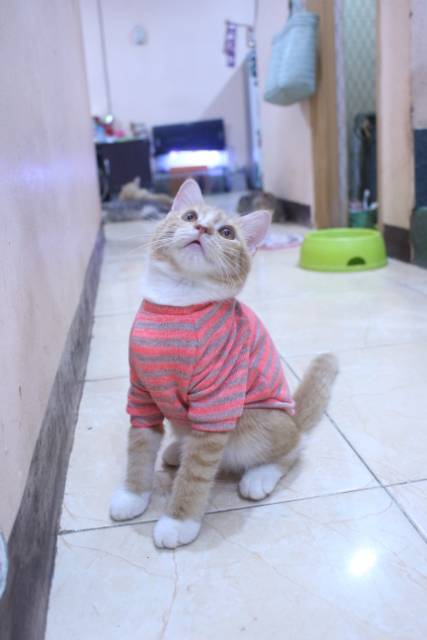 Baju rajut lucu strip pingin untuk kucing dan anjing / baju kucing murah size S M L XL