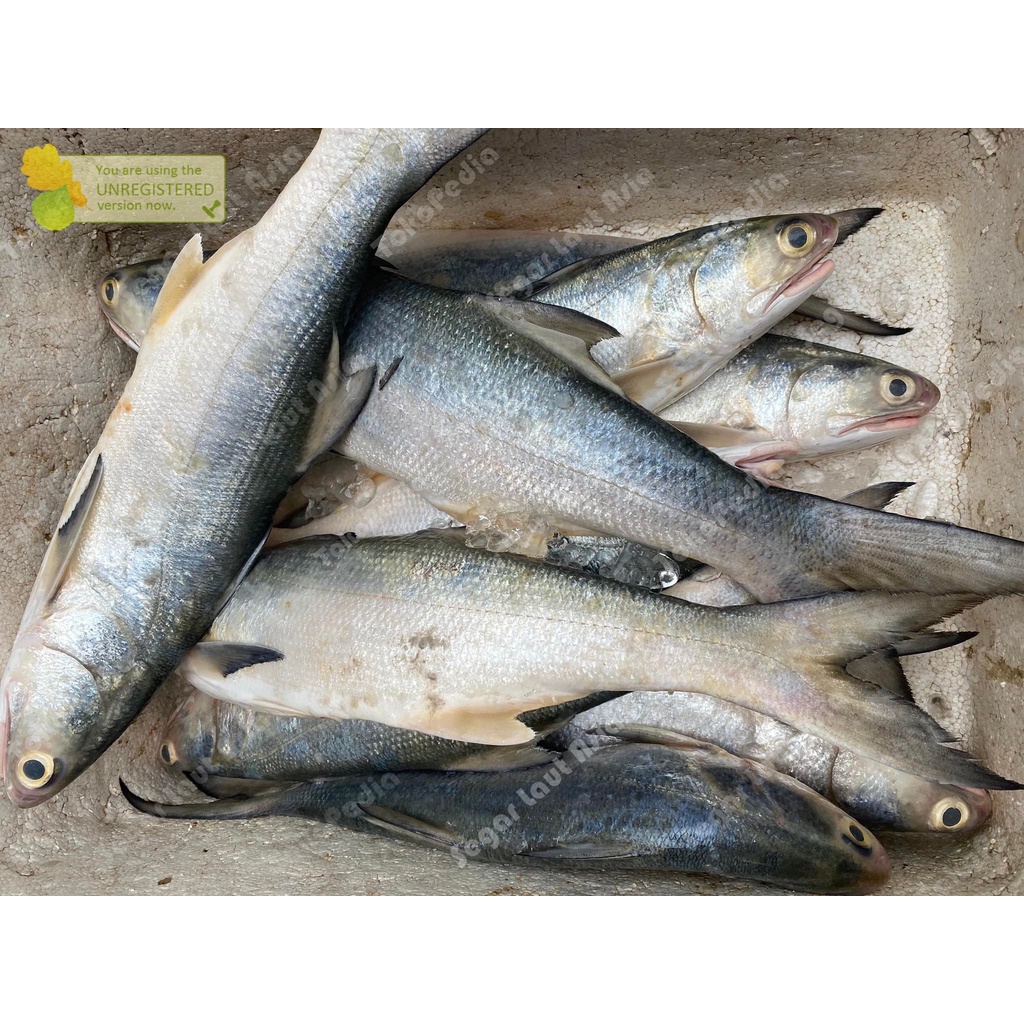 

Ikan Senangin Segar Ikan Senangin Fresh Ikan Kuro Ikan Fresh Hasil Laut Segar