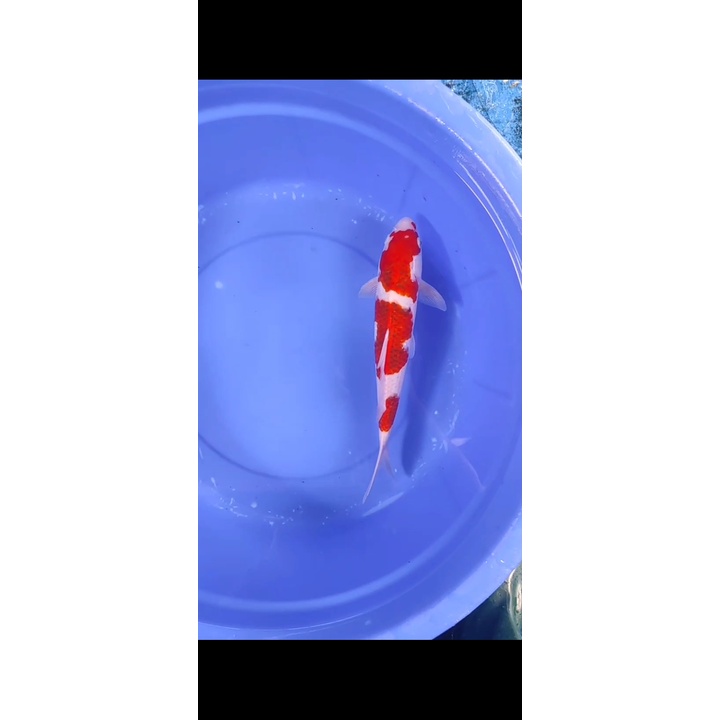 ikan koi warna anggur ikan koi ai goromo | jual ikan koi blitar