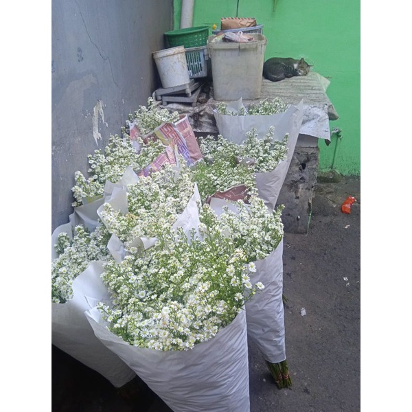Bunga Pikok