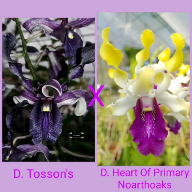 Anggrek Dendrobium  remaja melintir