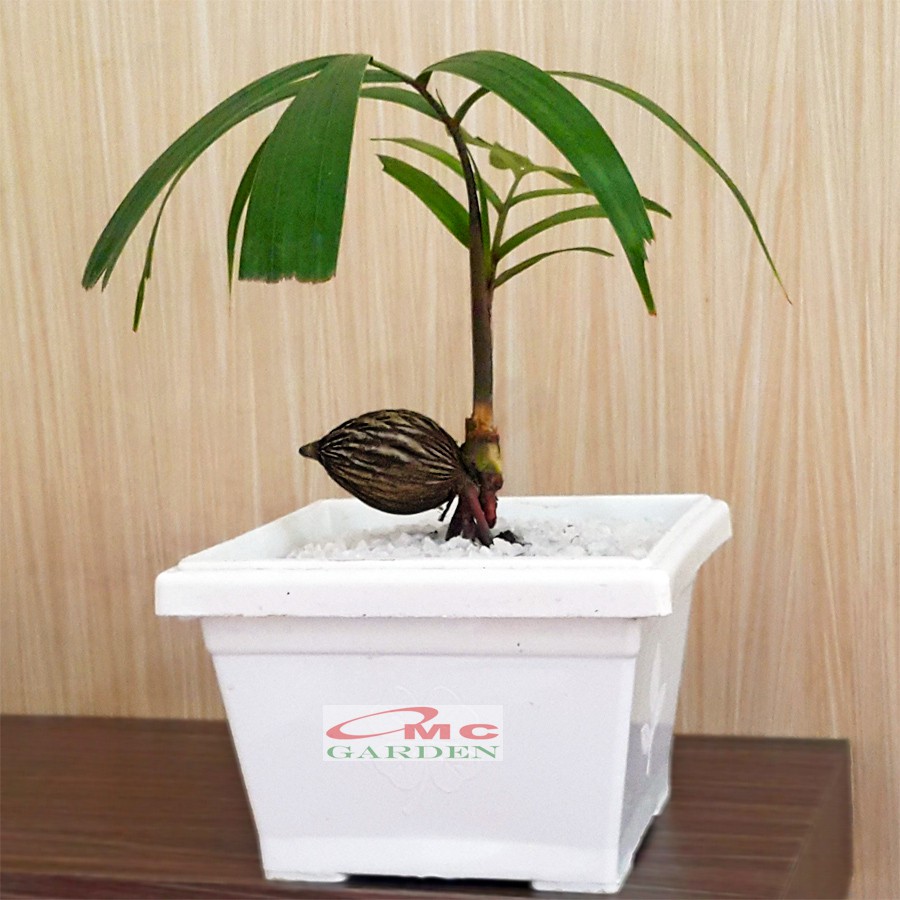 Tanaman Hias Pohon Bonsai Mame Palm Palem Raja Roystonea Regia Bibit B-PR-001