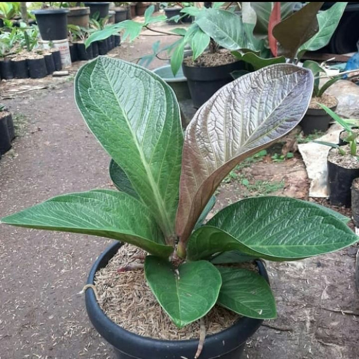 Tanaman Hias Anturium Jemani Mangkok - Tanaman Hias Anturium