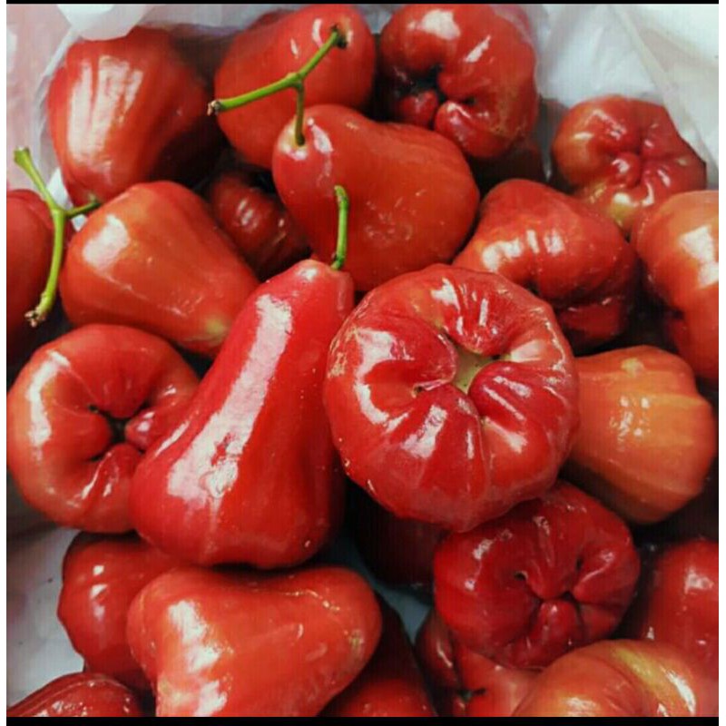 

Jambu cincalo merah fresh 1kg