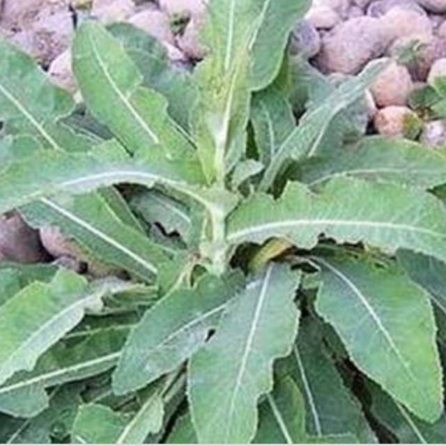 

500 gram daun tempuyung