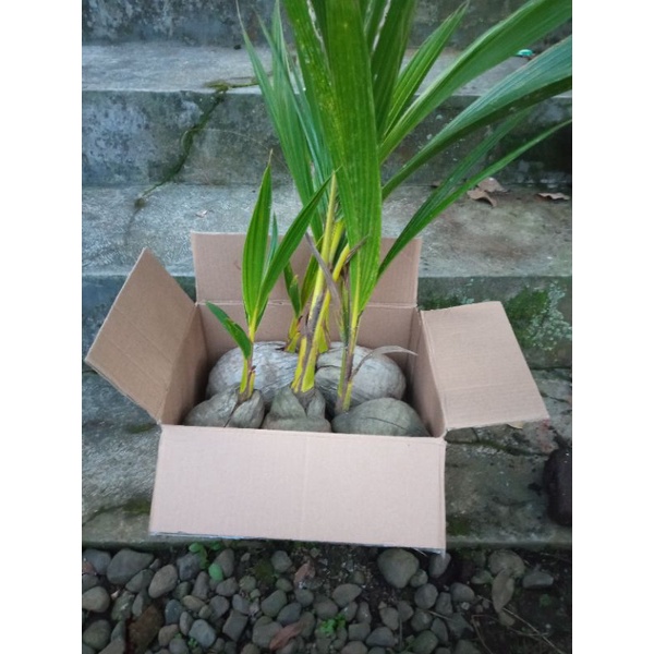 Kelapa Gading Kuning