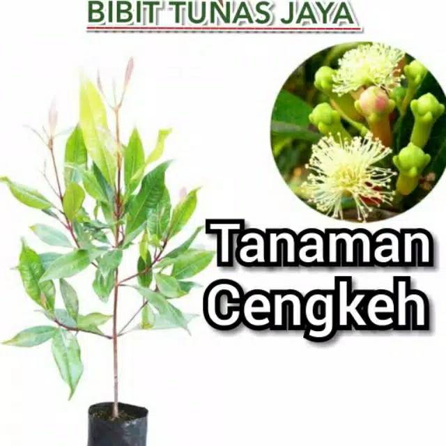 Bibit cengkeh super