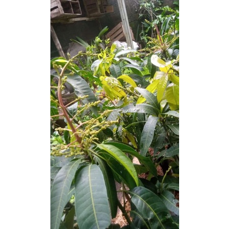 bibit mangga berbunga