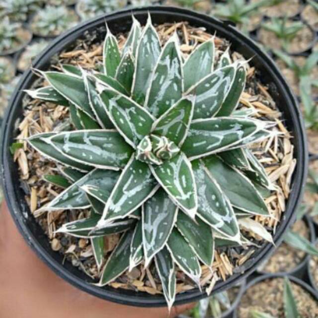Kaktus dan sukulen agave reginae.....