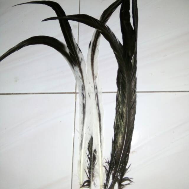 Lancur panjang 45-60cm bahan topi indian harga per biji
