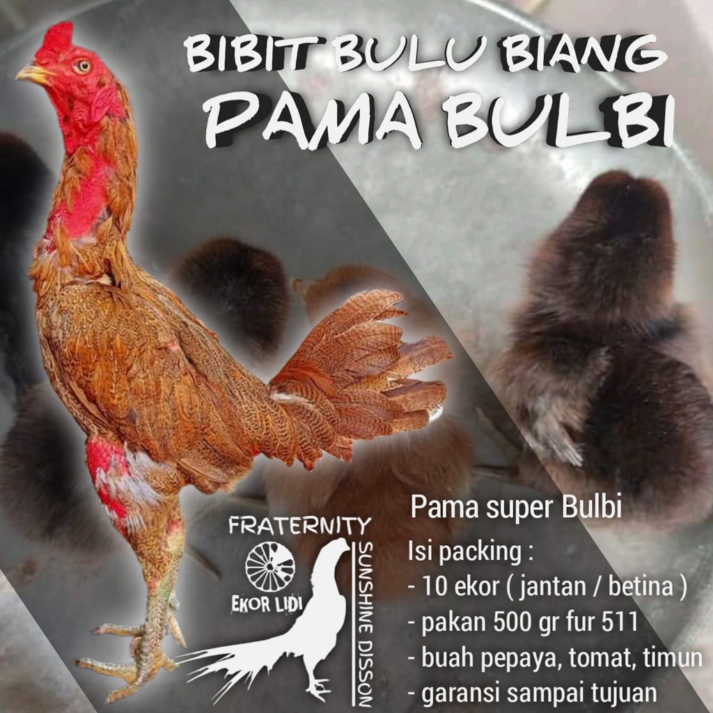 10 pcs bibit bulu biang ayam bangkok pama super siap kirim