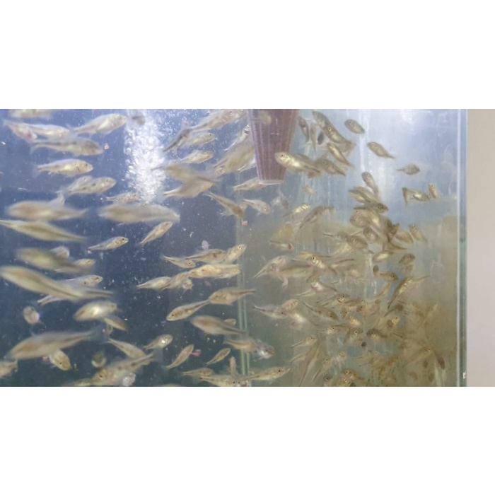 IKAN PBASS MONO, PEACOCK BASS MONOCULUS KHUSUS GOSEND