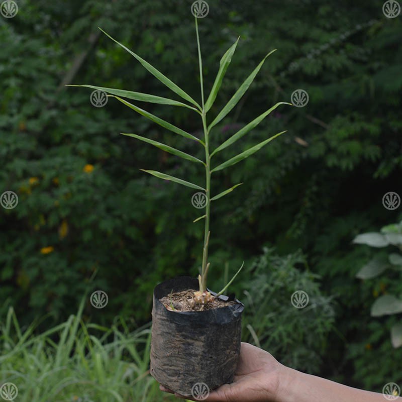 tanaman hidup rimpang jahe emprit