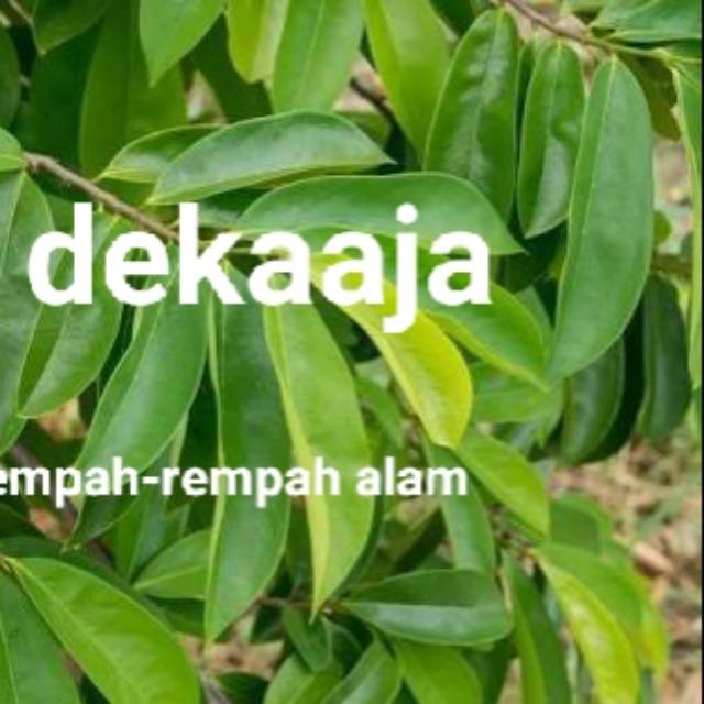 

DAUN SIRSAK OBAT MUJARAB SEGAR 1KG