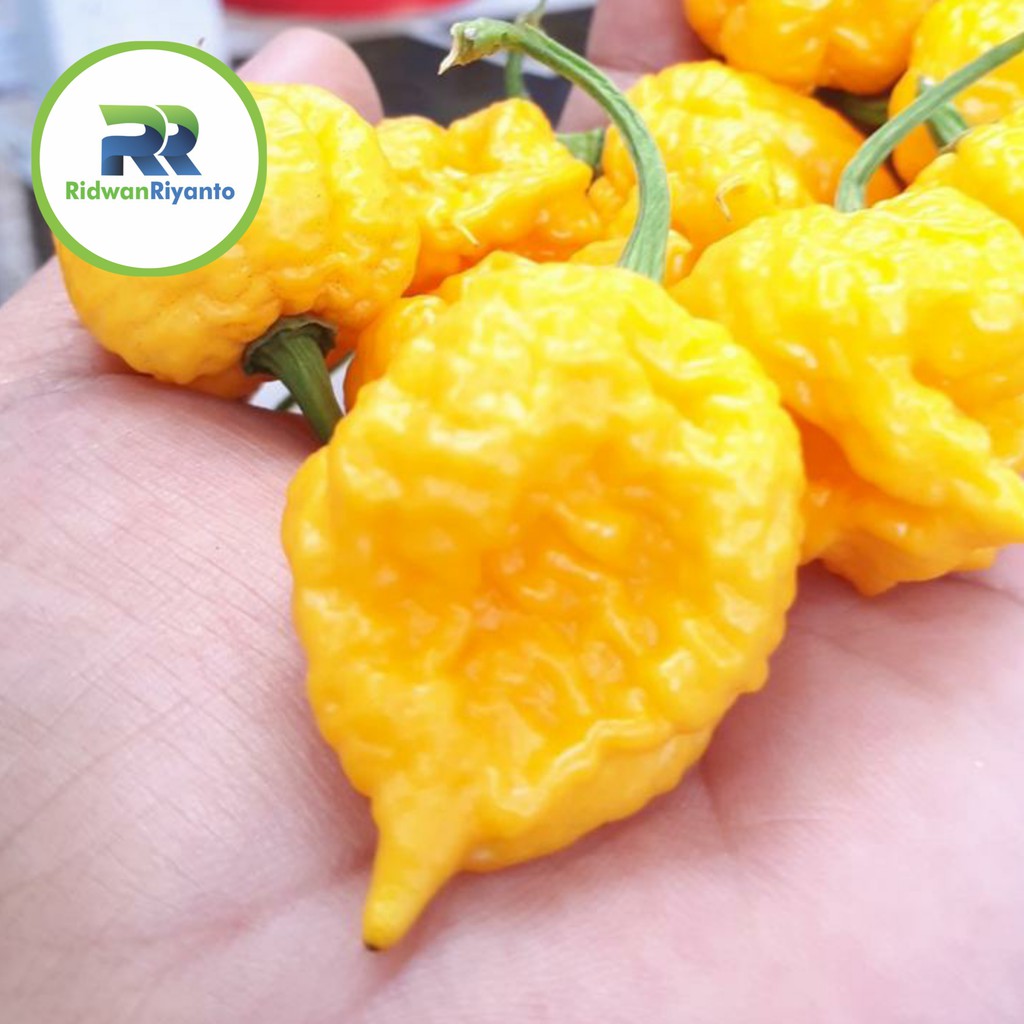 BIJI Benih Cabai BIG YELLOW MAMA Chilli Pepper Chili ini BIJI Benih bukan BUAH CABE nya