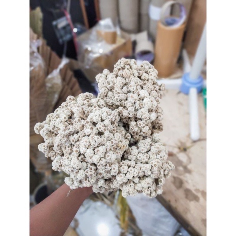 Bunga kering Rustik Natural Edelweiss