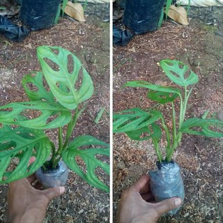 Harga Promo Bibit Tanaman Hias Monstera Obliqua / Pohon ...