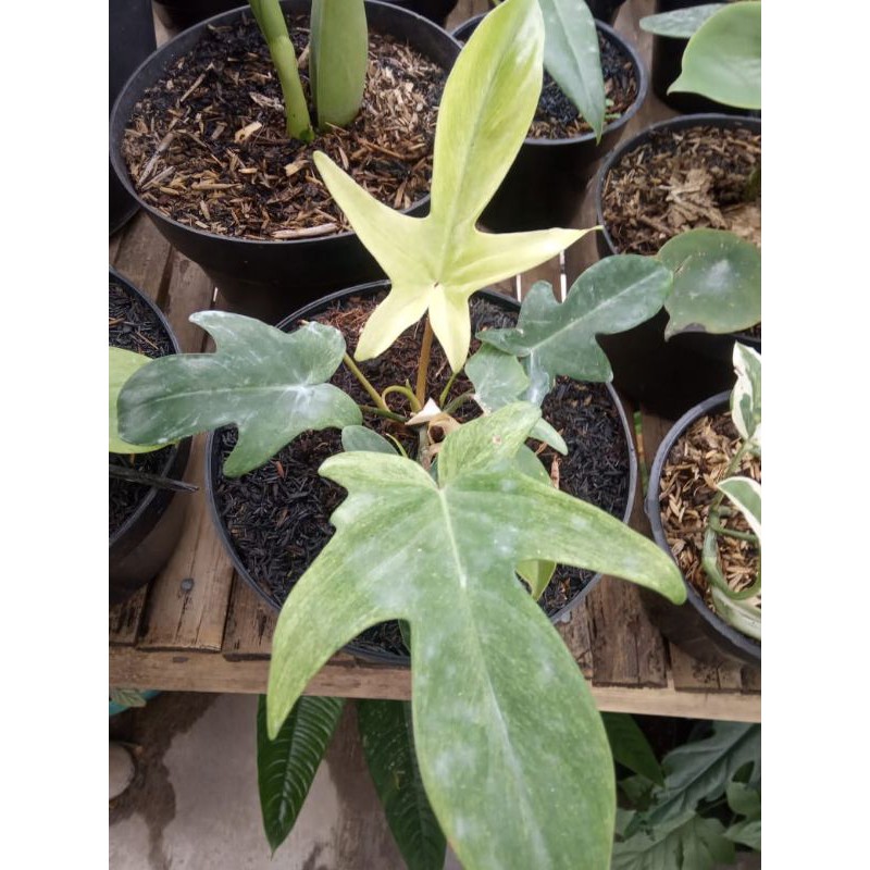 tanaman hias pilodendron plorida gostd min /merpati