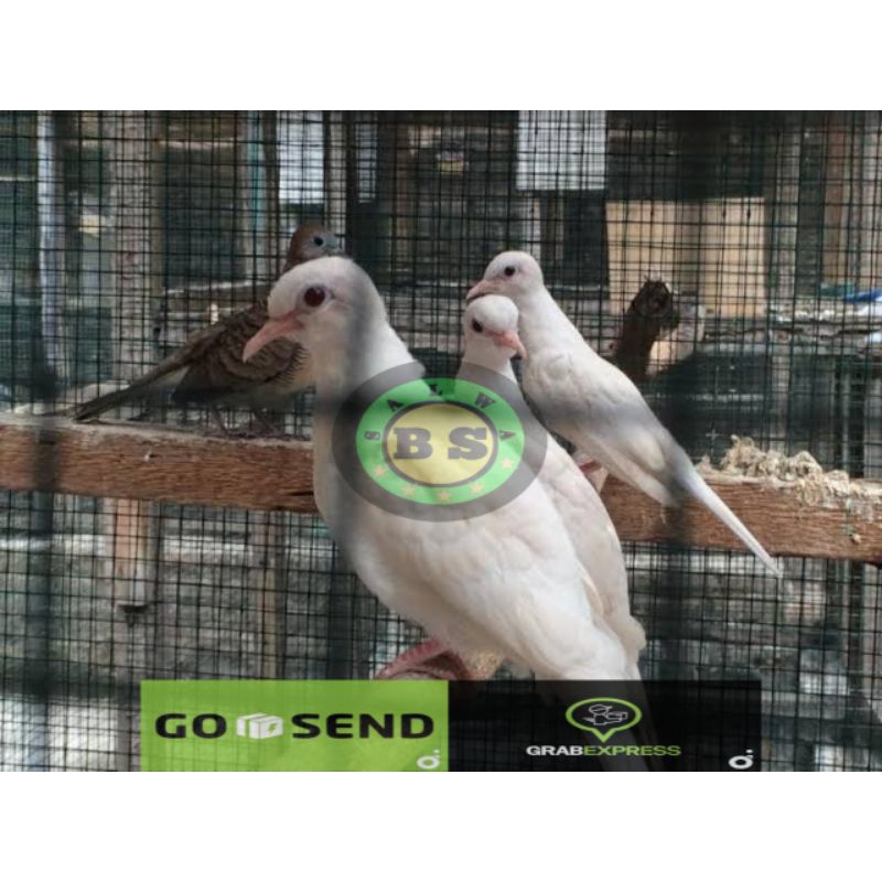 PERKUTUT PUTIH LOKAL MATA MERAH