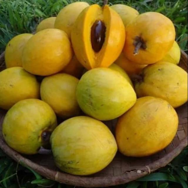 Buah Alkesah Sawo Mentega